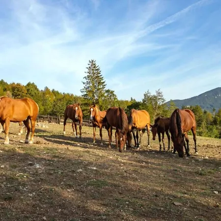 Ucka Nature Park Mountain Hideway Robinson House Matic With Pool Holiday home Brest
