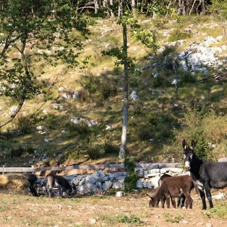 Ucka Nature Park Mountain Hideway Robinson House Matic With Pool Holiday home